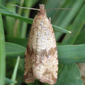 Barred Marble (Celypha striana)