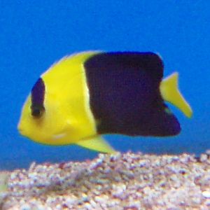 Blue and Gold Angelfish (Centropyge bicolor)