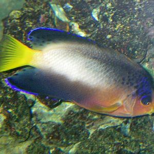 Multicolor Angelfish (Centropyge multicolor)