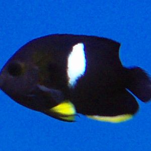 Keyhole Angelfish (Centropyge tibicen)