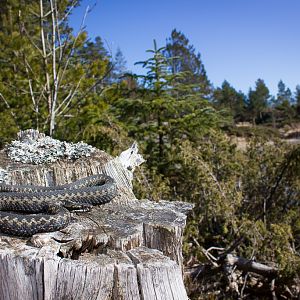 Common european adder - Vipera berus