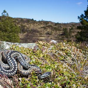Common european adder - Vipera berus