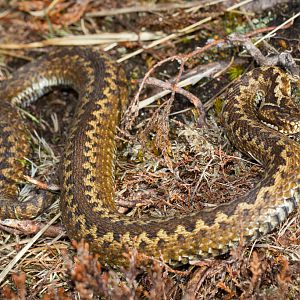 Common european adder - Vipera berus