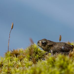 Common toad - Bufo bufo
