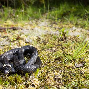 Grass snake - Natrix natrix