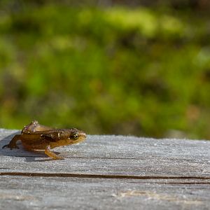 Common newt - Lissotriton vulgaris