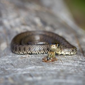 Grass snake and moor frog - Natrix natrix and Rana arvalis