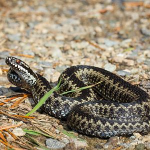 Common european adder - Vipera berus