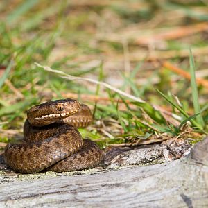 Common european adder - Vipera berus