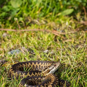 Common european adder - Vipera berus