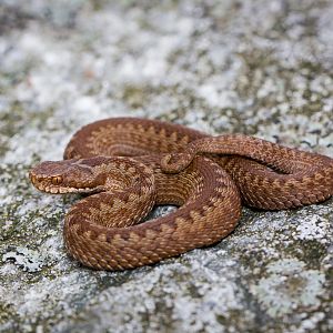 Common european adder - Vipera berus