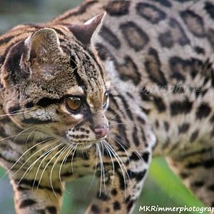 Jack the Margay