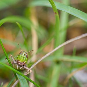 Common green grasshopper - Omocestus viridulus