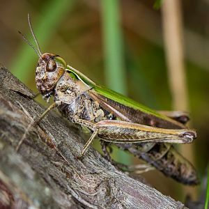 Common green grasshopper - Omocestus viridulus