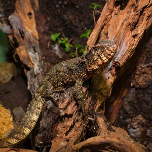 Chinese crocodile lizard - Shinisaurus crocodilurus