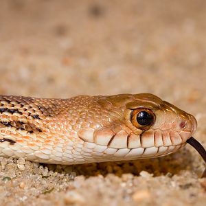 Bull snake - Pituophis catenifer sayi