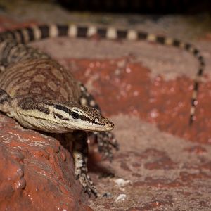 Kimberly rock monitor - Varanus glauerti