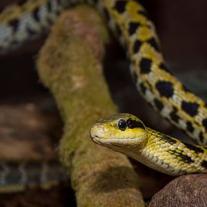Taiwan beauty rat snake - Orthriophis taeniurus friesei