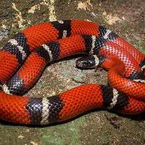 Milk snake -  Lampropeltis triangulum