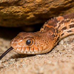 Bull snake - Pituophis catenifer sayi