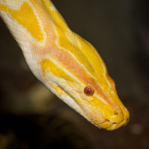 Burmese python - Python bivittatus