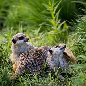 Meerkat - Suricata suricatta