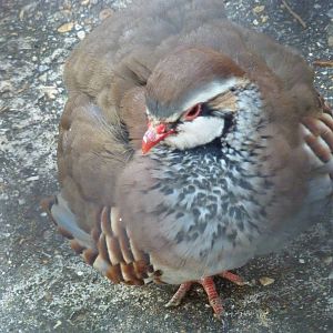 Red-legged partridge, December 2012.