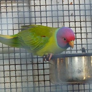 Plum-headed parakeet, December 2012.