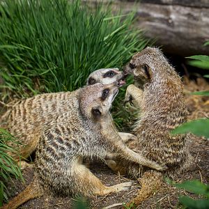 Meerkat - Suricata suricatta