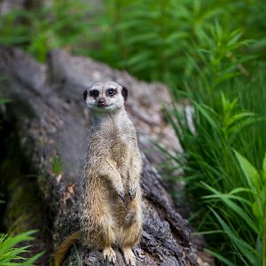 Meerkat - Suricata suricatta