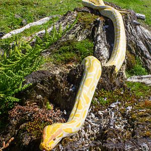 Burmese python - Python bivittatus