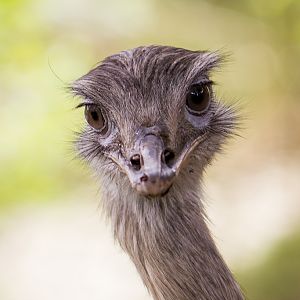 Greater Rhea - Rhea americana
