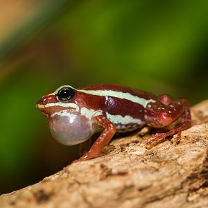 Phantasmal poison frog - Epipedobates tricolor