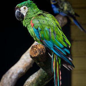 Chestnut-fronted Macaw - Ara severus