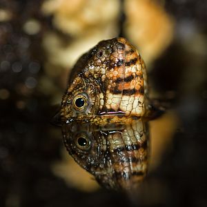 Chinese crocodile lizard - Shinisaurus crocodilurus