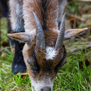 African pygmy goat - Capra hircus