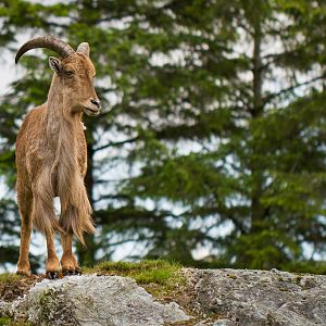 Barbary sheep - Ammotragus lervia