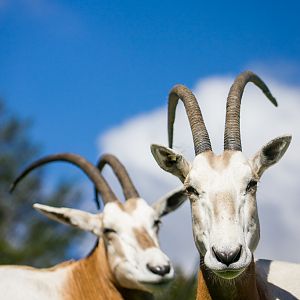 Scimitar oryx - Oryx dammah