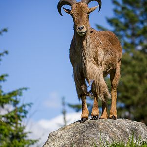 Barbary sheep - Ammotragus lervia