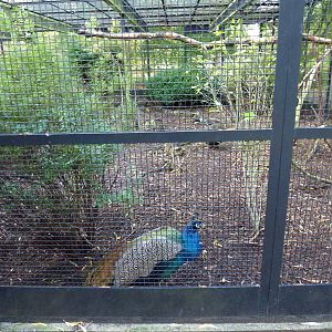 Pickering Park aviaries, November 2013.