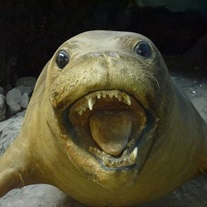 Mediterranean monk seal, November 2013.