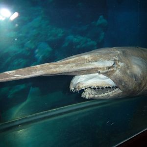 Goblin shark, November 2013.