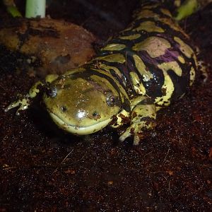 Tiger salamander, November 2013.
