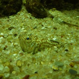 Lesser weever, November 2013.