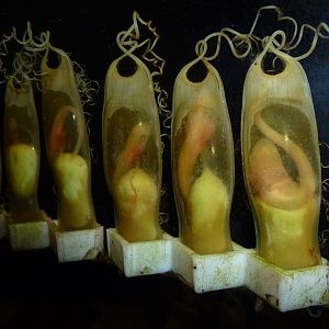 Mermaids' purses, November 2013.