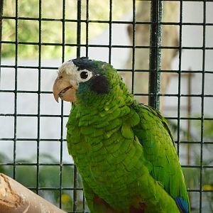 Hispaniolan amazon, November 2013.