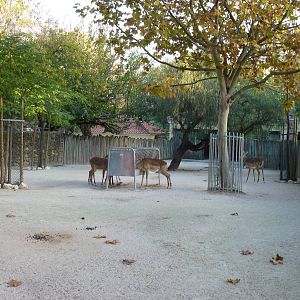 Black-faced impala paddock, November 2013.