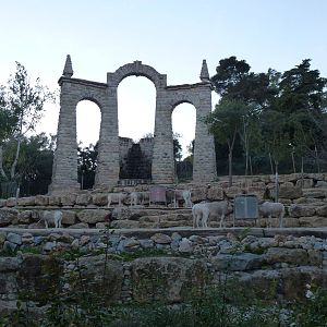Addax enclosure, November 2013.