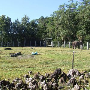 Elephant Paddock at Jacksonville, 10/10/13