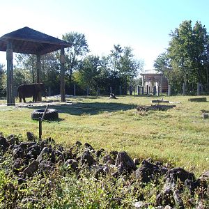 Elephant Paddock at Jacksonville, 10/10/13
